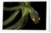 Dipsadoboa duchesnii by Anonymous