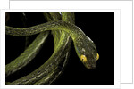Dipsadoboa duchesnii by Anonymous