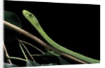 Dendroaspis angusticeps (common mamba) by Anonymous