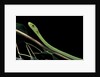 Dendroaspis angusticeps (common mamba) by Anonymous