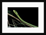 Dendroaspis angusticeps (common mamba) by Anonymous
