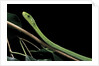 Dendroaspis angusticeps (common mamba) by Anonymous