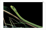 Dendroaspis angusticeps (common mamba) by Anonymous