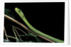 Dendroaspis angusticeps (common mamba) by Anonymous