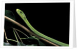 Dendroaspis angusticeps (common mamba) by Anonymous