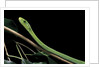 Dendroaspis angusticeps (common mamba) by Anonymous