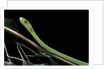 Dendroaspis angusticeps (common mamba) by Anonymous