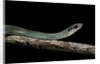 Drymobius margaritiferus (speckled racer) by Anonymous