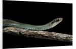 Drymobius margaritiferus (speckled racer) by Anonymous