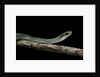 Drymobius margaritiferus (speckled racer) by Anonymous