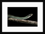 Drymobius margaritiferus (speckled racer) by Anonymous