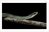 Drymobius margaritiferus (speckled racer) by Anonymous