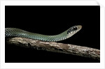 Drymobius margaritiferus (speckled racer) by Anonymous