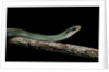 Drymobius margaritiferus (speckled racer) by Anonymous