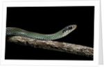 Drymobius margaritiferus (speckled racer) by Anonymous