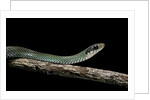 Drymobius margaritiferus (speckled racer) by Anonymous