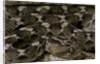 Echis leucogaster (Roman's saw-scaled viper) by Anonymous