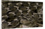 Echis leucogaster (Roman's saw-scaled viper) by Anonymous