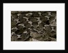 Echis leucogaster (Roman's saw-scaled viper) by Anonymous