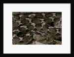 Echis leucogaster (Roman's saw-scaled viper) by Anonymous