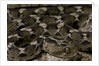 Echis leucogaster (Roman's saw-scaled viper) by Anonymous