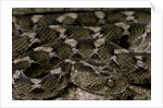 Echis leucogaster (Roman's saw-scaled viper) by Anonymous