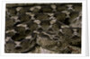 Echis leucogaster (Roman's saw-scaled viper) by Anonymous