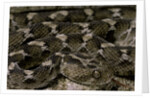 Echis leucogaster (Roman's saw-scaled viper) by Anonymous