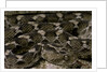 Echis leucogaster (Roman's saw-scaled viper) by Anonymous