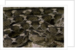 Echis leucogaster (Roman's saw-scaled viper) by Anonymous