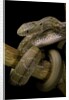 Elaphe carinata (king ratsnake, Taiwan stink snake) by Anonymous