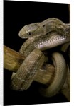 Elaphe carinata (king ratsnake, Taiwan stink snake) by Anonymous