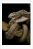 Elaphe carinata (king ratsnake, Taiwan stink snake) by Anonymous