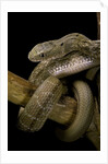 Elaphe carinata (king ratsnake, Taiwan stink snake) by Anonymous