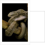 Elaphe carinata (king ratsnake, Taiwan stink snake) by Anonymous