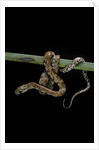 Elaphe guttata guttata (corn snake) by Anonymous