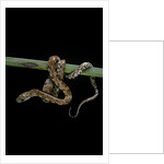 Elaphe guttata guttata (corn snake) by Anonymous