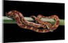 Elaphe guttata guttata (corn snake) by Anonymous
