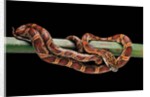 Elaphe guttata guttata (corn snake) by Anonymous