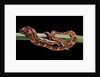 Elaphe guttata guttata (corn snake) by Anonymous