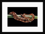 Elaphe guttata guttata (corn snake) by Anonymous