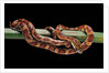 Elaphe guttata guttata (corn snake) by Anonymous