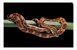 Elaphe guttata guttata (corn snake) by Anonymous