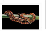 Elaphe guttata guttata (corn snake) by Anonymous