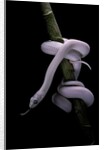 Elaphe obsoleta lindheimeri f. leucistic (Texas rat snake) by Anonymous