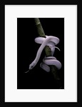 Elaphe obsoleta lindheimeri f. leucistic (Texas rat snake) by Anonymous
