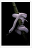 Elaphe obsoleta lindheimeri f. leucistic (Texas rat snake) by Anonymous