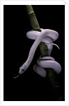 Elaphe obsoleta lindheimeri f. leucistic (Texas rat snake) by Anonymous