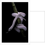 Elaphe obsoleta lindheimeri f. leucistic (Texas rat snake) by Anonymous