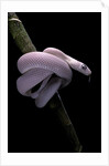 Elaphe obsoleta lindheimeri f. leucistic (Texas rat snake) by Anonymous